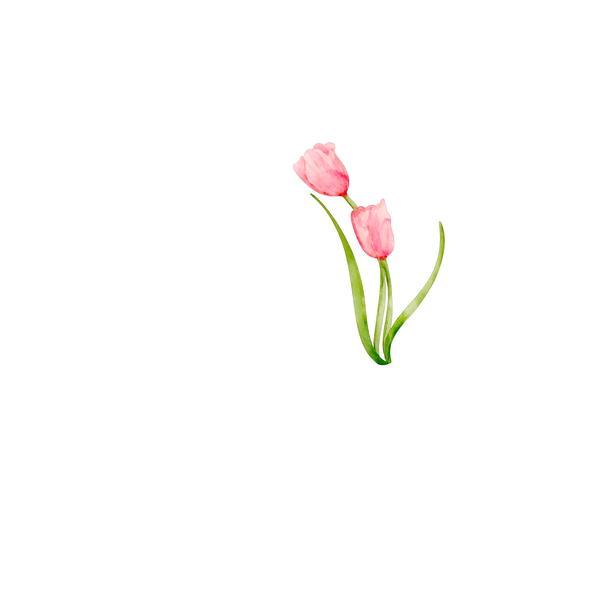 Tulip Coffee Co. — Coffee in Full Bloom